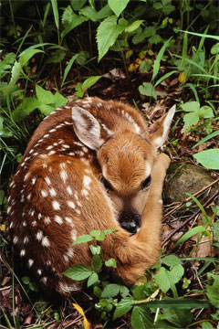 Wildlife in Northern Michigan