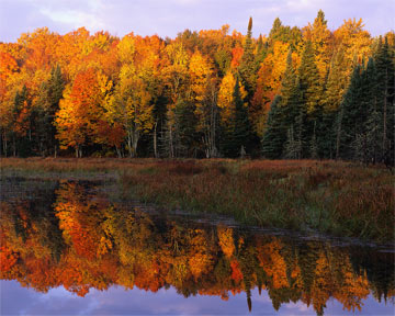 Fall Color in Northern Michigan